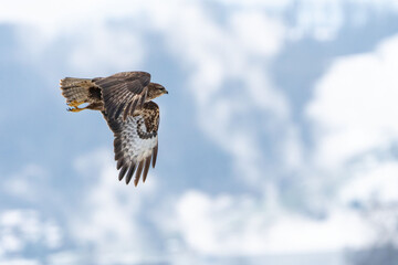 Mäusebussard im Flug, im Winter