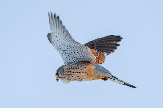 Turmfalke im Winter, Falke
