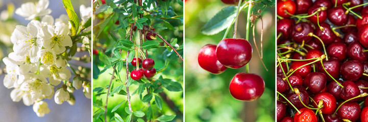 Collage of various cherries fruits. Large cherry collection. Background banner. Garden in ripening process.