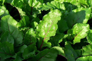 Fototapeta premium Growing young beetroot lettuce leaves chard. The concept of rural life and homemade vegetables.