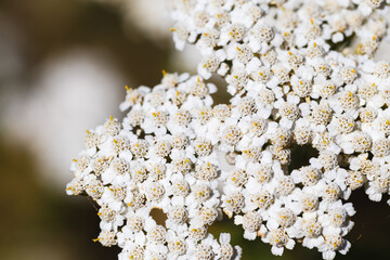 Close-up of a yarrow flower. Yarrow Achillea blooms in the wild among grasses. Medical herb.