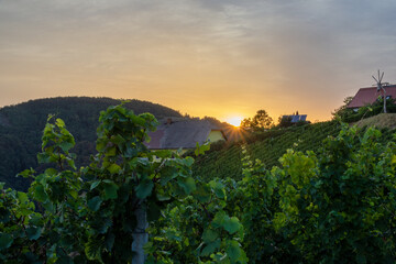 Fototapeta na wymiar Kitzeck, Austria - August 18, 2022: Sunset in the vineyard