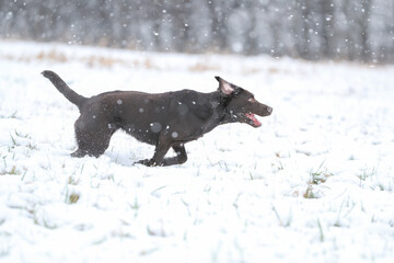 Labrador spielt im Schnee