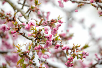 japanese cherry tree blossoming in spring