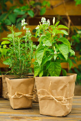 Different aromatic potted herbs on a blurred green background. Spices and herbs in a vase. Rosemary, strawberry, pepper and mint planted in pots.