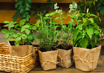 Different aromatic potted herbs on a blurred green background. Spices and herbs in a vase. Rosemary, strawberry, pepper and mint planted in pots.