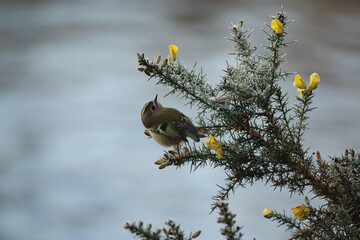 goldcrest (Regulus regulus)  searching for small insects on a frost covered gorse bush