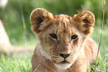 Portrait of a cute lion cub looking into camera