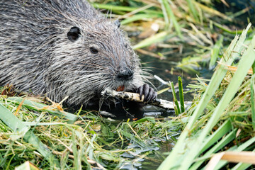 nutria eating a little branch in a pond