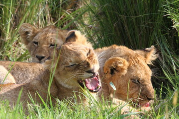 Closeup of three grown-up lion cubs resting in high green grass, one cub yawning