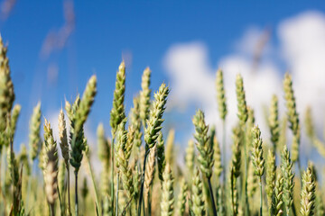 Fototapeta premium Wheat field image. View on fresh ears of young green wheat and on nature in spring summer field