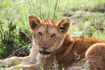 Portrait of a cute lion cub looking into camera
