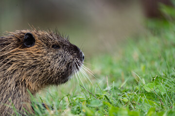 nutria's snout sniffing the grass taken by side
