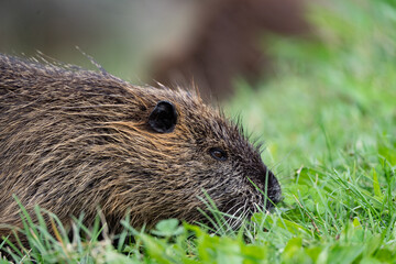 close up of a nutria sniffing and eating grass