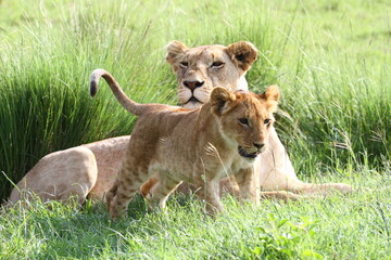 Lioness with her cub resting in high green grass