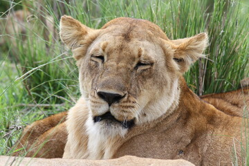 Portrait of a sleepy lioness resting on green grass and looking into camera
