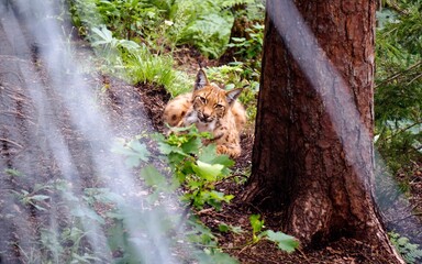 Lynx lying in the forest  