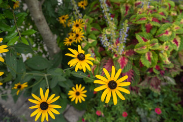 夏のカラフルな花壇で存在感のあるルドベキアの花
