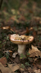 hongos en la naturaleza