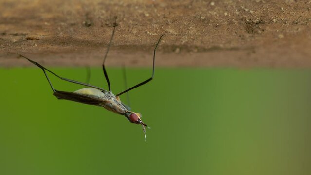 รูปภาพSciara เลือกดูภาพถ่ายสต็อก เวกเตอร์ และวิดีโอ765 Adobe Stock