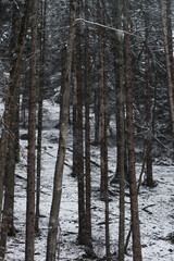 Fototapeta premium Dunkler Kiefernwald im Winter, Schneeflocken