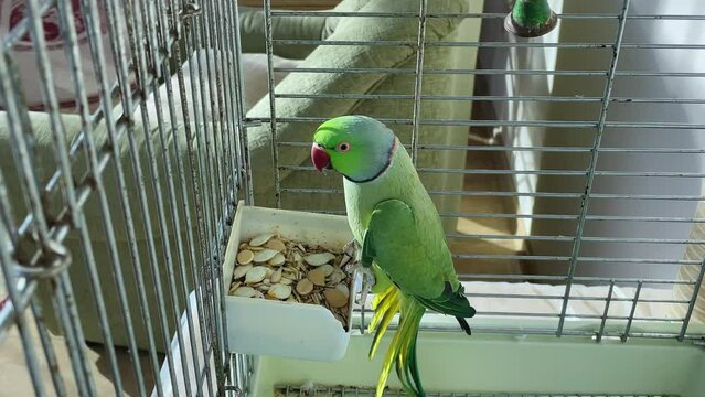 a green necklace parrot sits in a cage and says something. close-up of poultry. High quality 4k footage with slow motion
