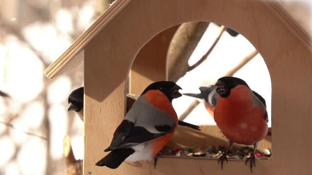 Winter birds feed on sunflower seeds in the feeder. Male bullfinch bird sits on the feeder and feeds on sunflower seeds. Concept of caring for birds in winter.