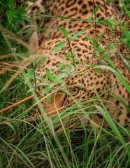 leopard watching in the grass in Serengeti national park, Tanzania