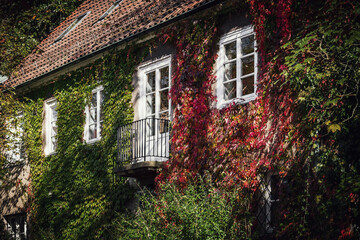 Begrünte und herbstlich gefärbte Fassade in Hannover