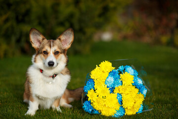 Cute white and red Welsh Corgi sits on a green lawn with a beautiful bouquet of blue and yellow chrysanthemums