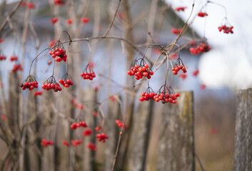 a bush of red viburnum near a wooden fence in a Ukrainian village