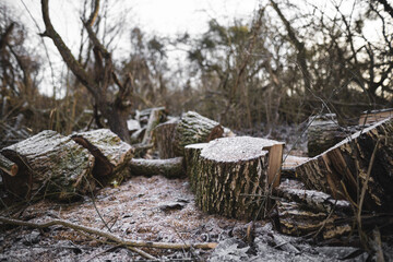 many cut trees in the forest for firewood
