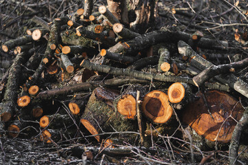 many cut trees in the forest for firewood