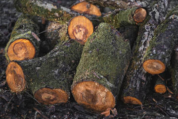 many cut trees in the forest for firewood