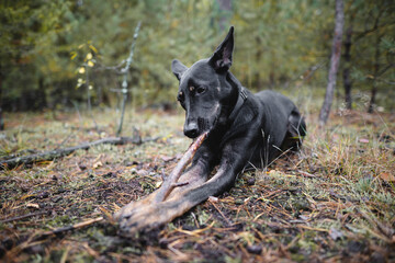 young black purebred dog gnaws a stick in the forest.