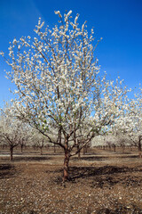 Lovely large grove