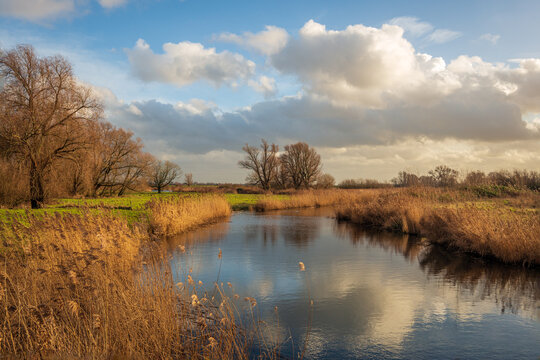 Picturesque image of a wide creek in the Dutch National Park De Biesbosch. Along the water are gold-colored reed plants and bare trees. The cloudy sky is reflected in the water surface.