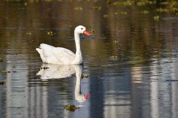 coscoroba swan (coscoroba coscoroba) swimming on a lake