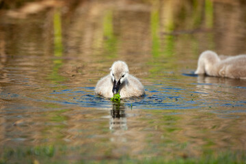 Cygnet