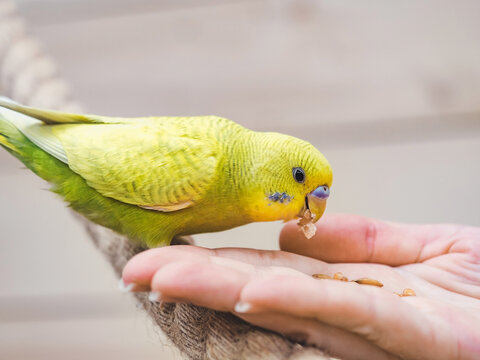 Bright, cute parrot and a young woman holding food on her hand. Close-up, indoors. Studio photo. Day light. Concept of care, education and raising pets
