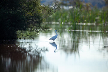 egret