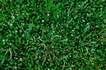 Green field of trimmed lawn, top view. Background from mown green grass with clover for publication, poster, calendar, post, screensaver, wallpaper, postcard, cover, website. High quality photo
