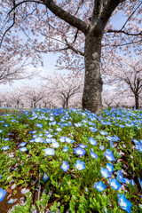 満開の桜
