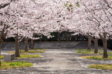 満開の桜