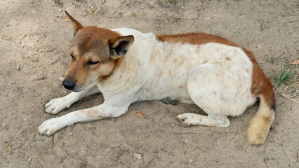 Dog of Thailand white with brown color. Sitting alone on the ground.