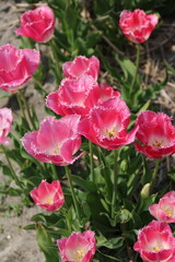 Zauberhafte rosa Tulpen extravagant