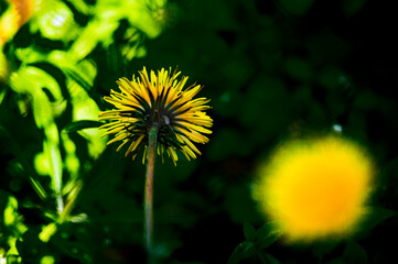 dandelion in the grass