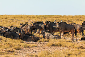 Blue wildebeest in natural habitat in Etosha National Park in Namibia.