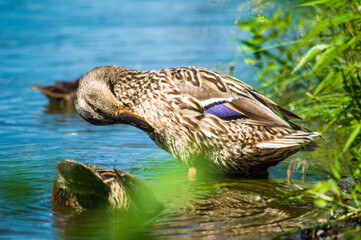 duck in the water