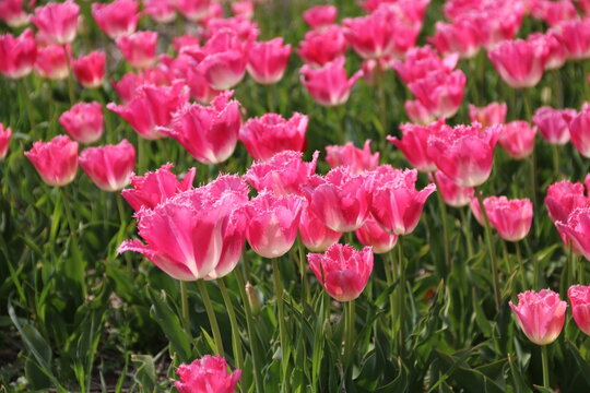 Zauberhafte Tulpen auf Tulpenfeld in Holland in Rosa extravagant